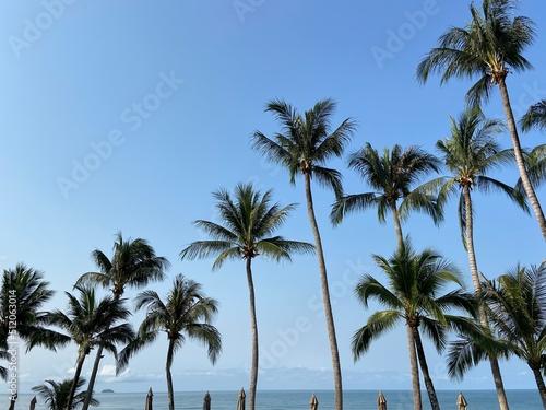 nice tropical with blue sky, palms tree, green leave © waranyu