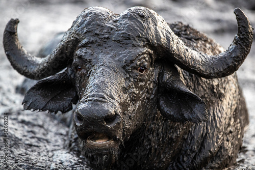 A buffalo bull, Syncerus caffer, close up of an animal head and horns covered in mud photo