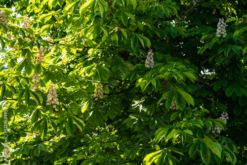 Marronnier, arbre en floraison, Alsace, France photo