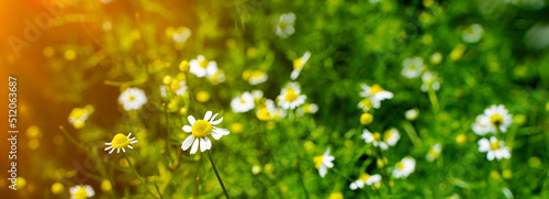 Spring meadow with chamomile flowers on beautiful background with sunshine and copy space