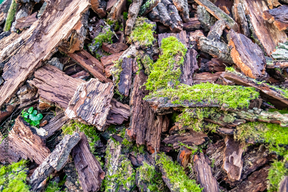 Photography on theme big wall of stacked oak tree logs in cracks Photography on theme big wall of stacked oak tree logs in cracks