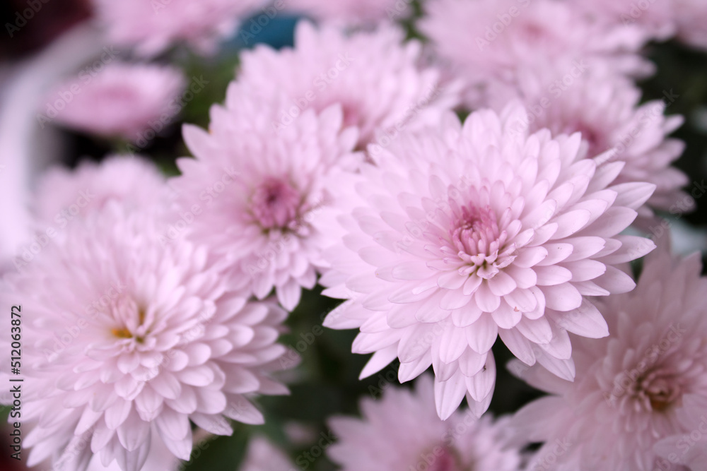 Close up view of a bunch of pink chrysanthemum flowers Close up view of a bunch of pink chrysanthemum flowers