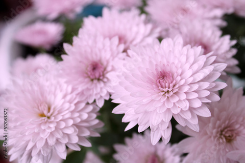 Close up view of a bunch of pink chrysanthemum flowers