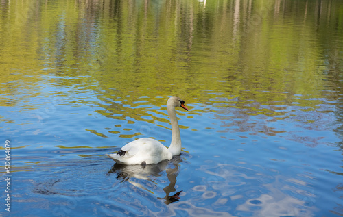 A beautiful white swan swims in the lake. Reflection in the water of the sky  forests  birds