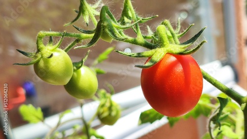 Small red tomato fruit hanging on a branch