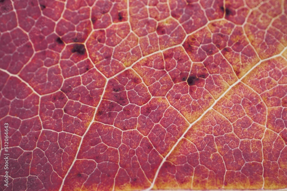 Obraz premium red tree leaf veins, autumn colors red background