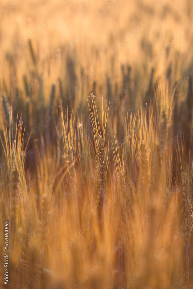 Fototapeta premium Fields of wheat at the begining of summer