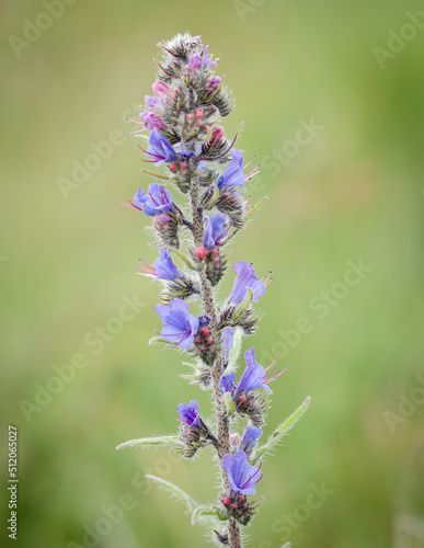 Viper s bugloss wildflower