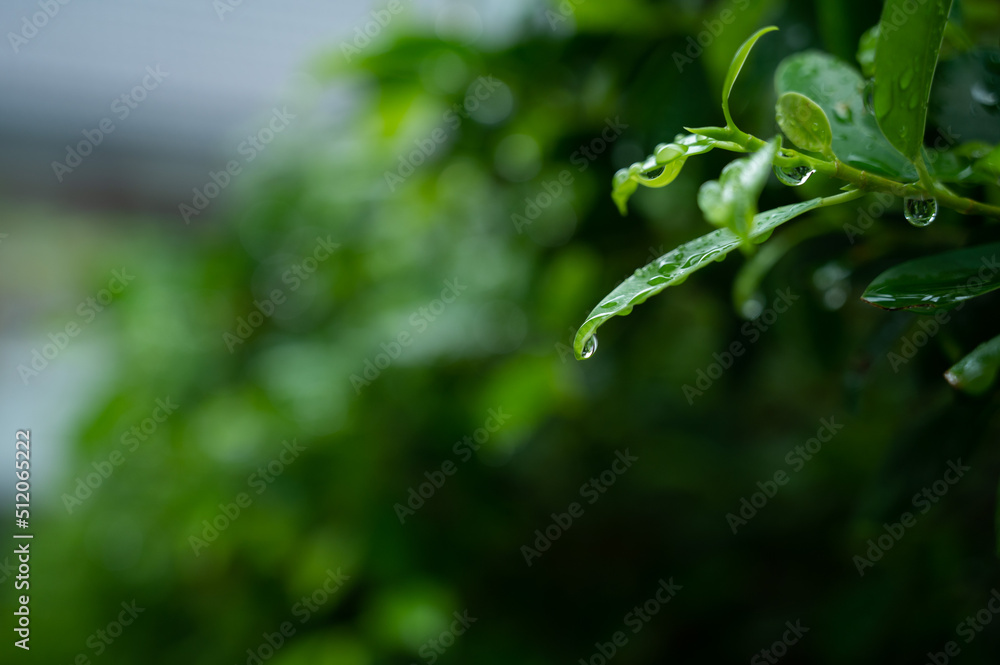 Water on leave background, Green leaf nature