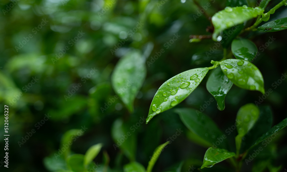 Water on leave background, Green leaf nature , droplet, rainning Water on leave background, Green leaf nature , droplet, rainning