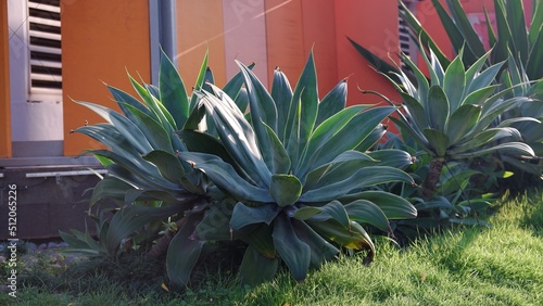 Agave attenuata known as the foxtail or lion's tail or swan's neck agave.  is a species of flowering plant in the family Asparagaceae. Native to the plateaux of central west Mexico photo