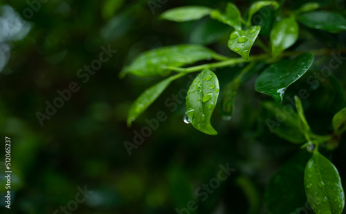 Water on leave background, Green leaf nature , droplet, rainning