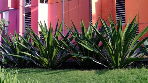 Agave sisalana known as Sisal. is a species of flowering plant native to southern Mexico, but widely cultivated and naturalized in many other countries. It yields a stiff fibre used in making rope 