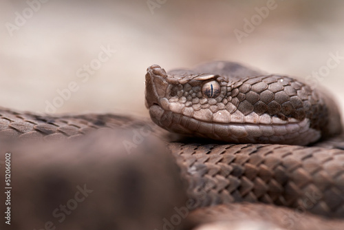 Vipera latastei 