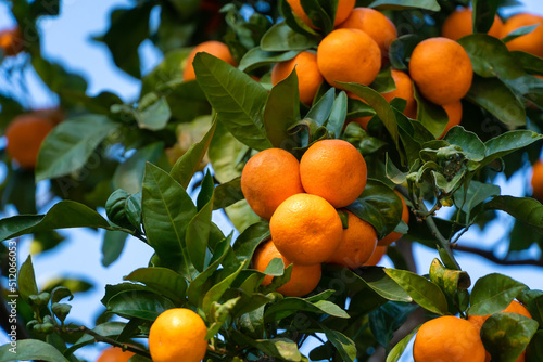 Close-up of ripe tangerines on the branches of trees on a sunny day.