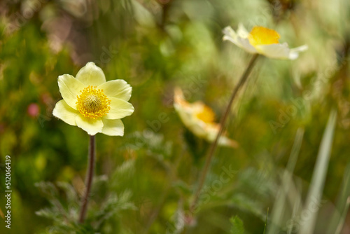 Yellow flower (Pulsatilla alpina). © Victor