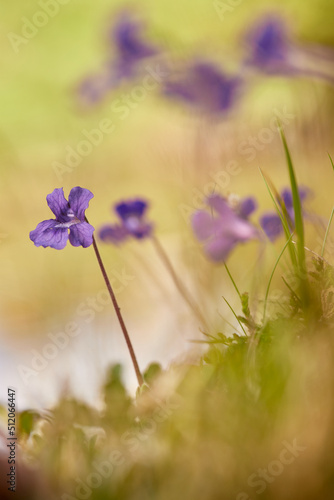 Purple flowers
