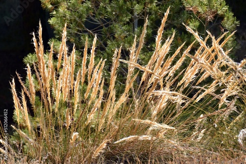 Planta de esparto, macrochloa tenacissima, a principios de verano photo