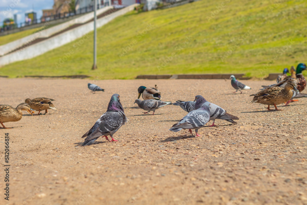 Obraz premium Birds of two kinds: pigeons and ducks stroll along the embankment on a hot summer day in search of food