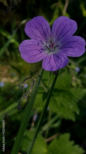  Summer time violet forest flower. Background for stories and quotes 