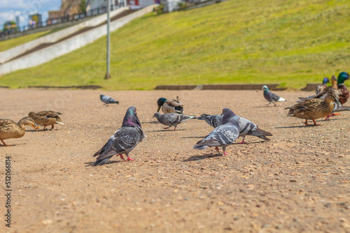 Birds of two kinds: pigeons and ducks stroll along the embankment on a hot summer day in search of food