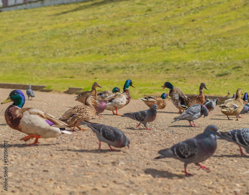 Waterfowl and pigeons walk on the asphalt on the bank near the river