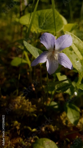 Summer time pale blue forest flower. Background for stories and quotes 