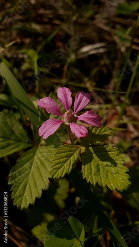 violet flower in sunlight close-up. Summer time in the forest. Background for stories and quotes 