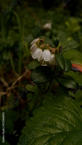 cowberry blooming in forest closeup.  Summertime Background for stories and quotes 