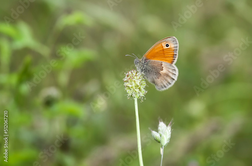 Little Hoppy Fairy butterfly (Coenonympha pamphilus) on plant
