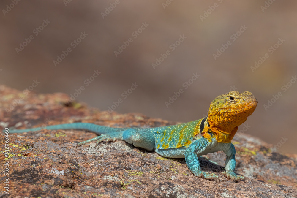 Obraz premium Male Eastern Collared Lizard