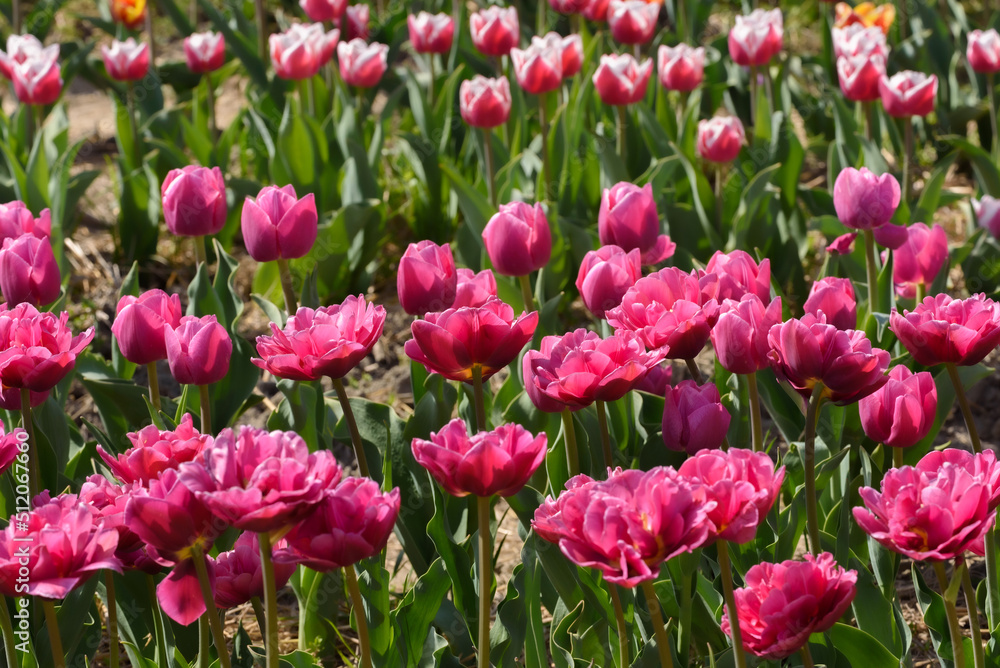 Top side view of pink tulips in a flower crops field.