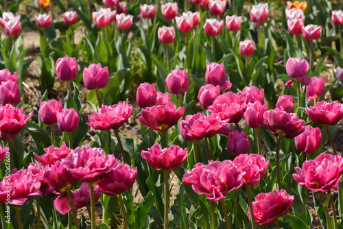 Top side view of pink tulips in a flower crops field.