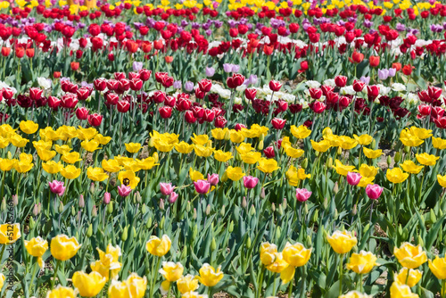Wallpaper Mural View on a field of cultivation of different varieties of blooming tulips in early spring. Collegno, Italy. Torontodigital.ca