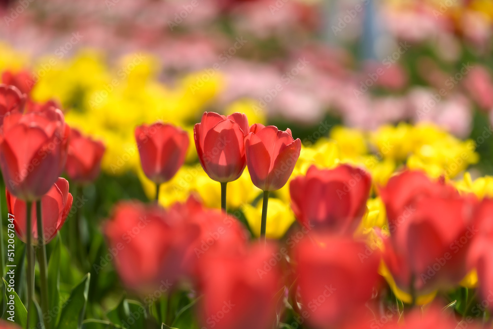Selective focus of rows of red tulips against a background of blurry yellow tulips, in a field of flower crops. Selective focus of rows of red tulips against a background of blurry yellow tulips, in a field of flower crops.