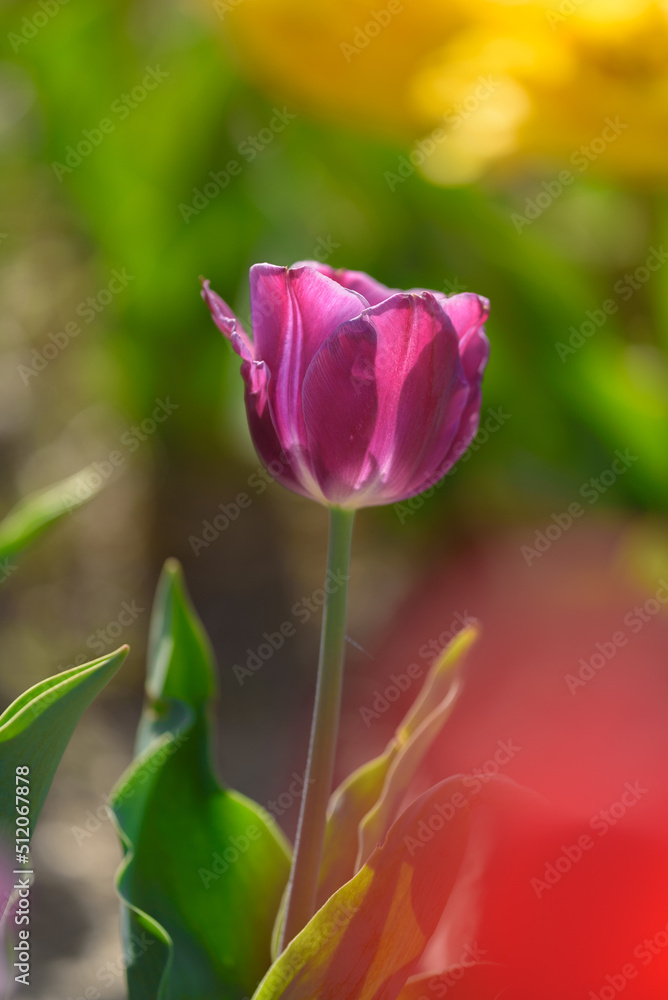 Side view of a blooming violet tulip against a blurred background.