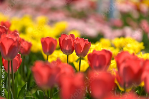 Selective focus of rows of red tulips against a background of blurry yellow tulips, in a field of flower crops.