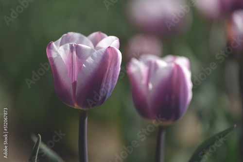 Side view of two Librije Tulips with white and violet petals in a field of flower crops against a blurred background