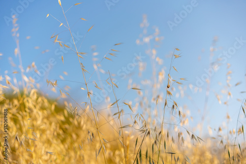 Dry golden grass on blue sky background  bright sunny nature