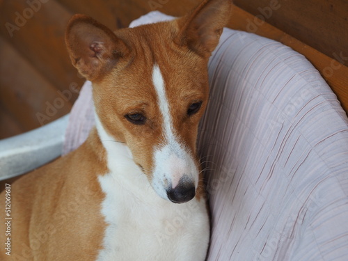 Fototapeta Naklejka Na Ścianę i Meble -  jack russell terrier