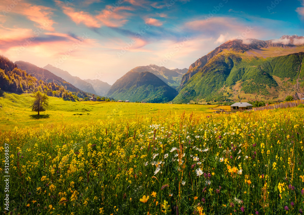 Superb summer view of blooming chamomile flowers on the Caucasus valley. Wonderful morning scene of alpine meadows in Zhabeshi village, Upper Svaneti, Georgia. Beauty of nature concept background..
