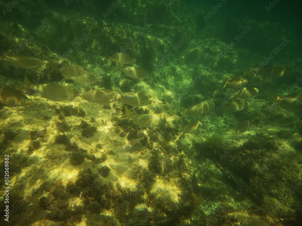 Fototapeta premium Palamos, Cataluña, España