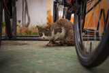 Bezdomny, przestraszony kot chowa się za rowerem.