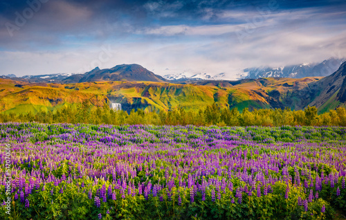 Splendid summer scene of blooming lupine flowers with waterfall Skogafoss on background. Picturesque morning view of south Iceland, Europe. Beauty of nature concept background. © Andrew Mayovskyy