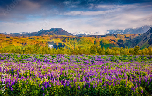 Splendid summer scene of blooming lupine flowers with waterfall Skogafoss on background. Picturesque morning view of south Iceland, Europe. Beauty of nature concept background.