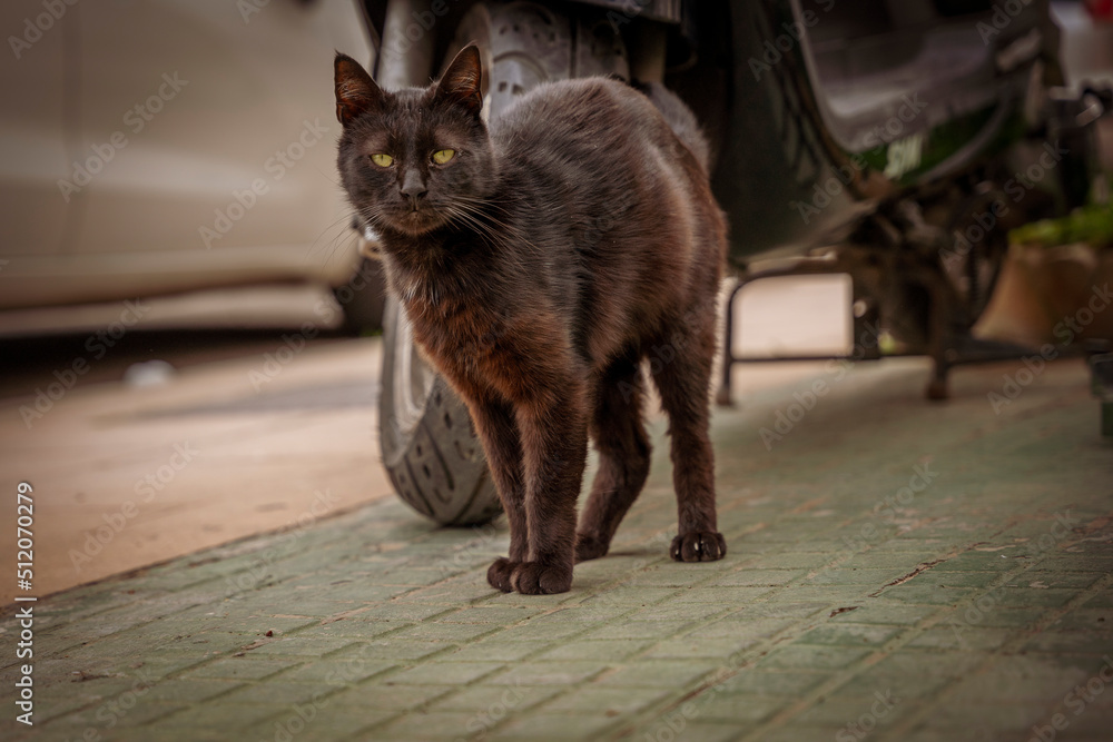 Bezdomny, wyliniały czarny kot stoi przy motorze. - obrazy, fototapety, plakaty 