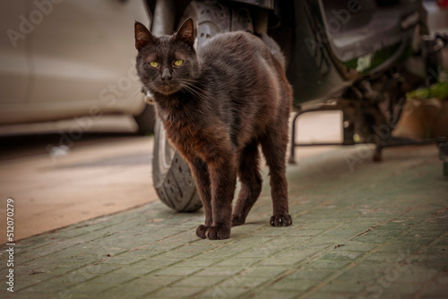 Bezdomny, wyliniały czarny kot stoi przy motorze.