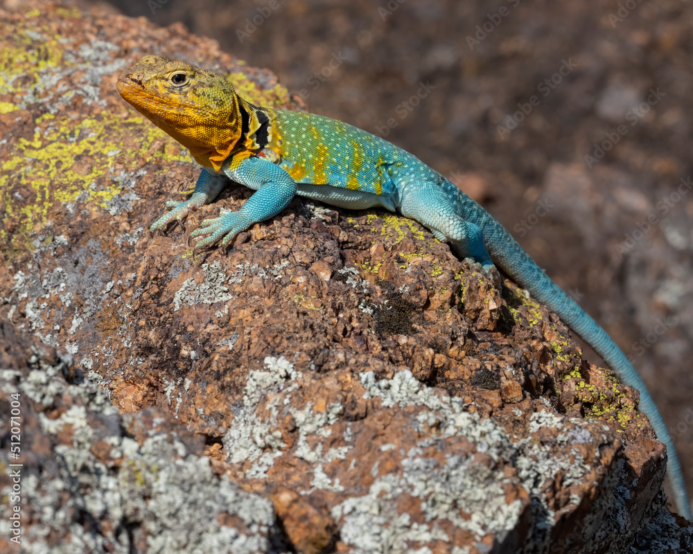 Obraz premium Male Eastern Collared Lizard