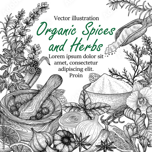 Vector frame of spices and herbs. Rosemary, peppercorns, lavender, anise, cinnamon, onion, mint, lemon, chili pepper, curry, parsley, garlic, dill, ginger, saffron, basil, vanilla in engraving style
