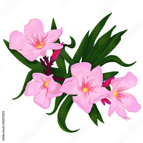 Oleander branch with pink flowers and leaf, tropical floral illustration for print, print or digital © Ekaterina